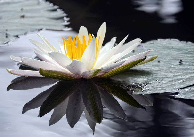 103831 Natur - Lotus