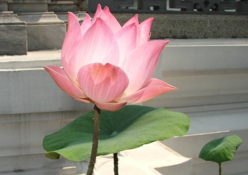 107803 Natur - Lotus