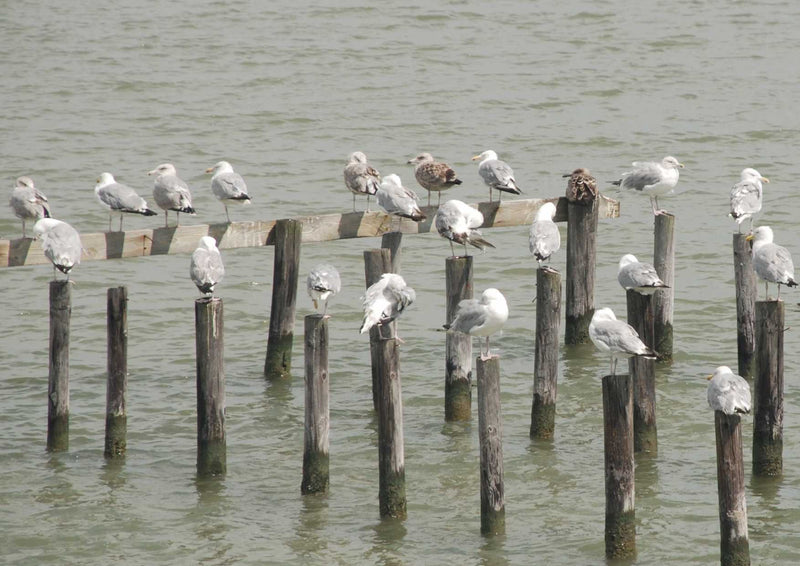 95744 Tierwelt - Möwen-Schwarm