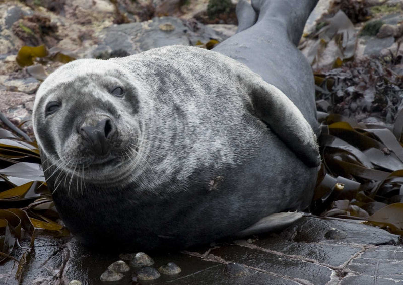 95502 Tierwelt - Seelöwe