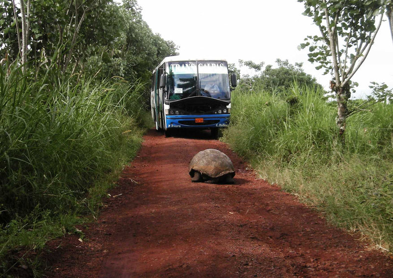 95236 Reisen - Bus