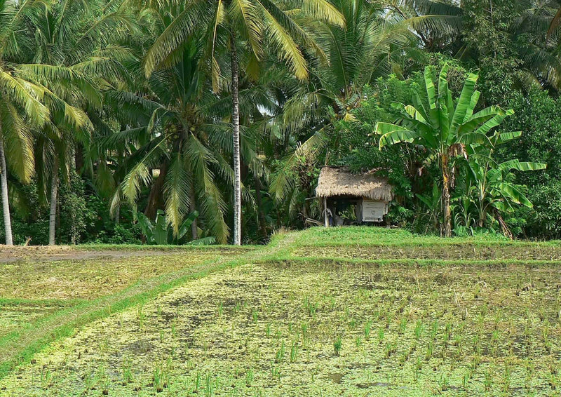 102827 Natur - Indonesien