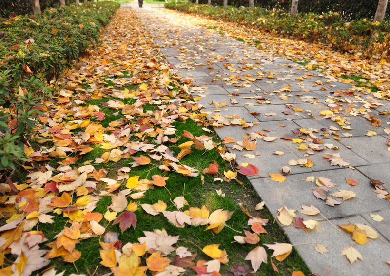 101518 Natur - Herbstblätter