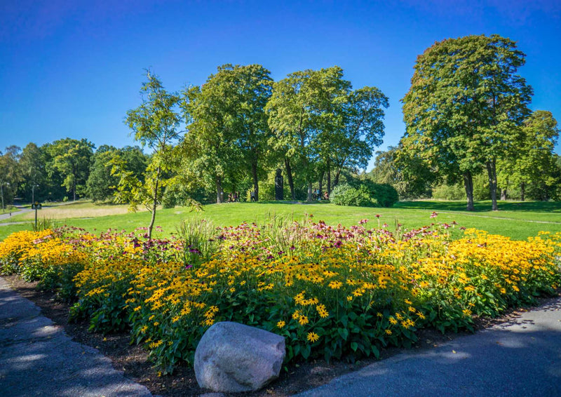 105743 Natur - Blumen und Pflanzen