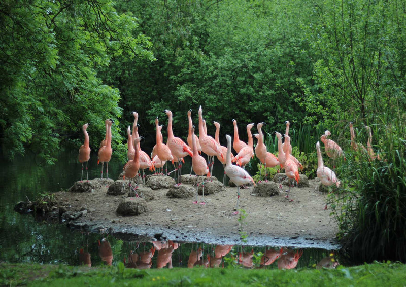 96770 Tierwelt - Flamingos