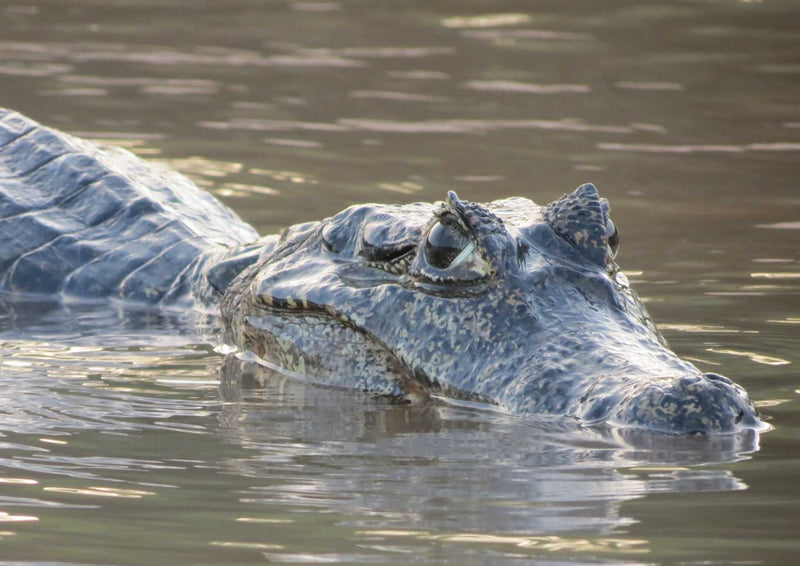 107317 Tierwelt - Alligator