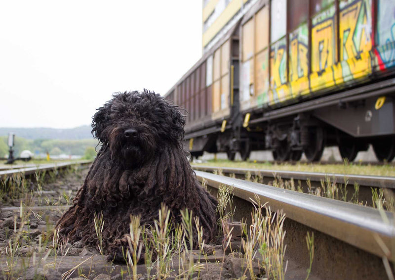 109659 Tierwelt - Hund