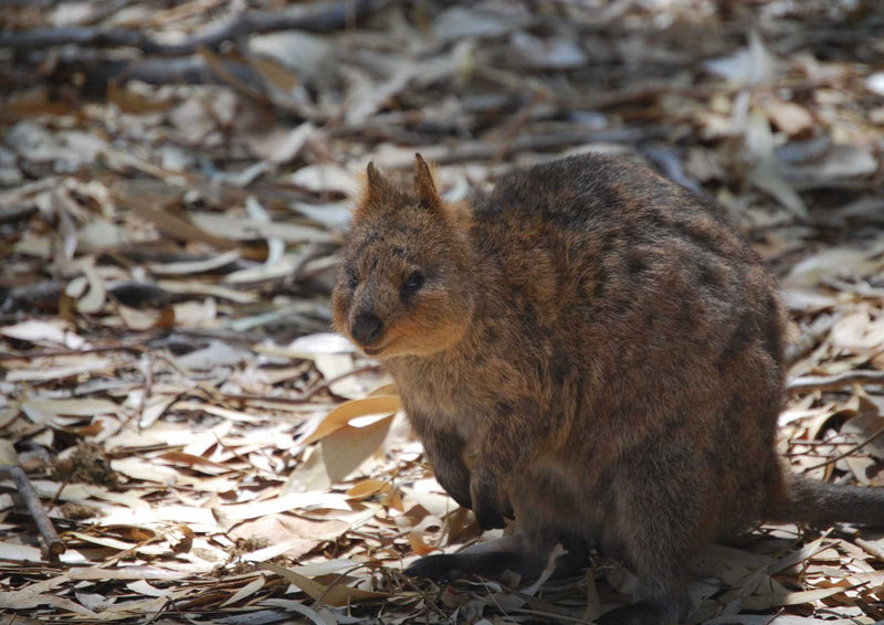 96438 Tierwelt - Quokka