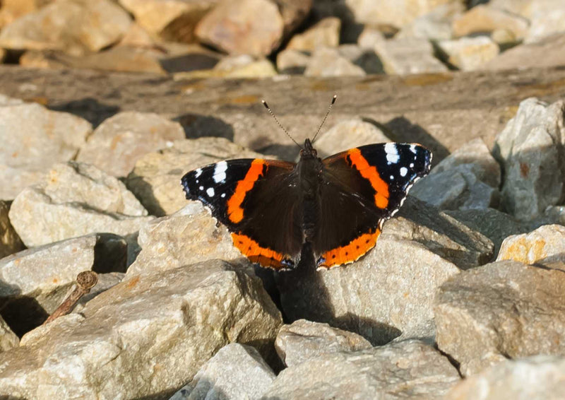 109715 Tierwelt - Schmetterling