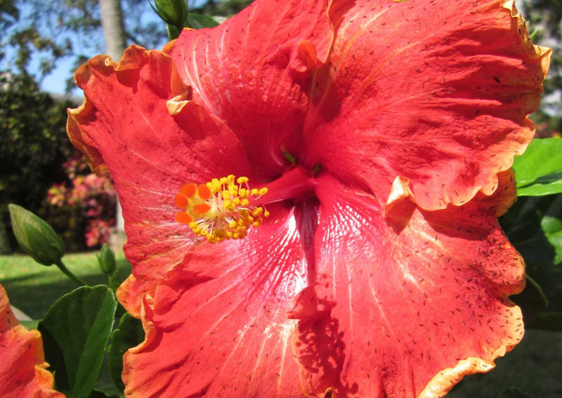 102944 Natur - Hibiskus