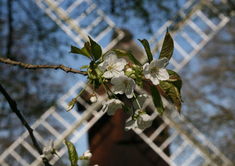 108530 Natur - Kirschblüten