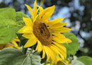 98143 Natur - Sonnenblume