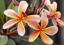 103820 Natur - Plumeria