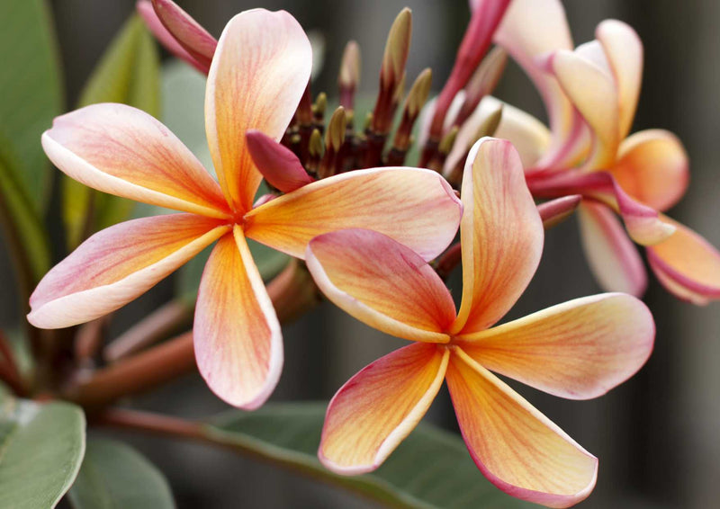 103820 Natur - Plumeria