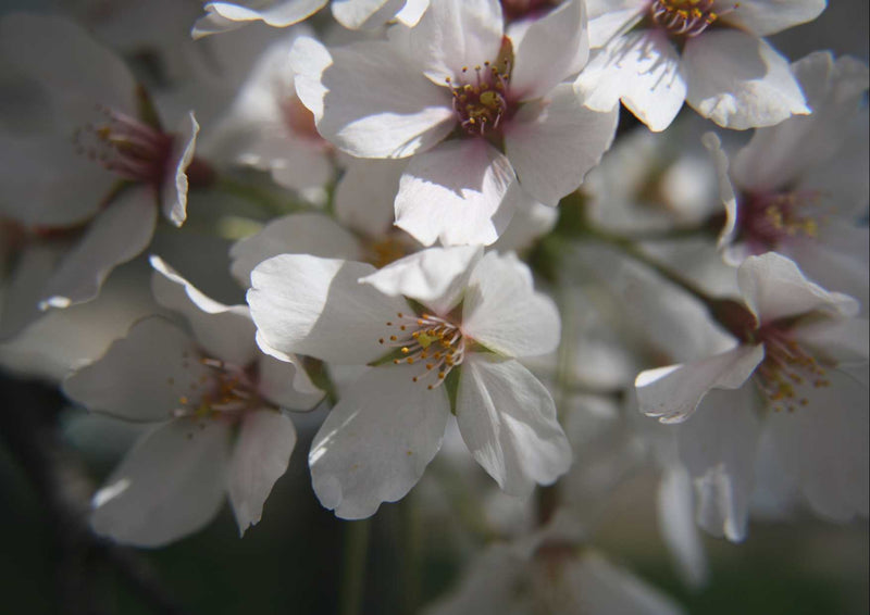 102105 Natur - Kirschblüten