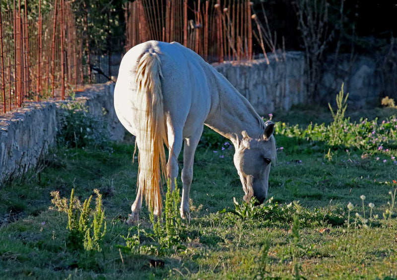 106097 Tierwelt - Pferd