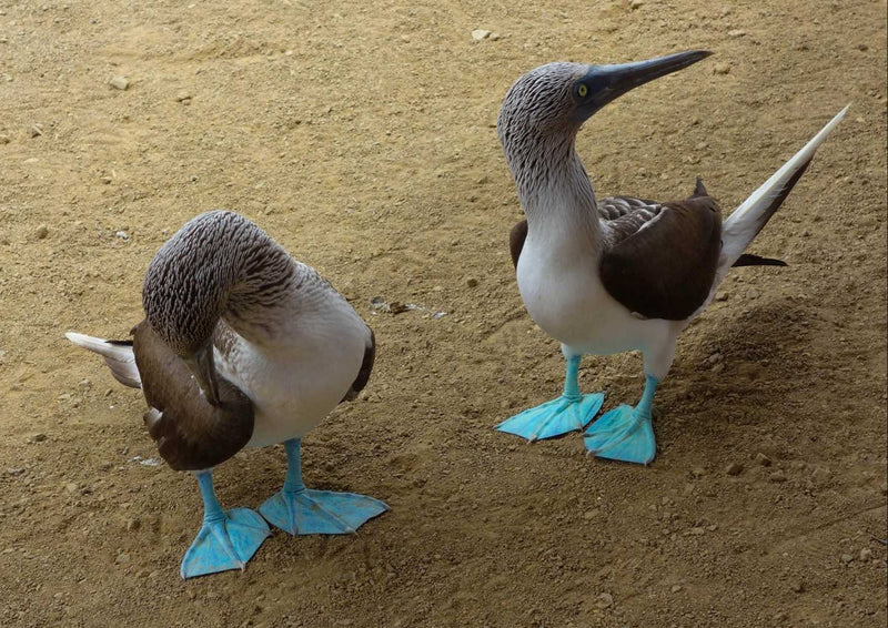 95876 Tierwelt - Blaufußtölpel