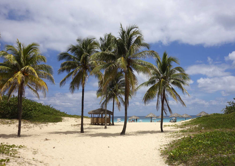 107902 Natur - Palmen am Strand