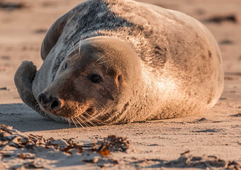 100838 Tierwelt - Seelöwe