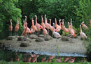 96019 Tierwelt - Flamingo