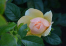 108562 Natur - Rose