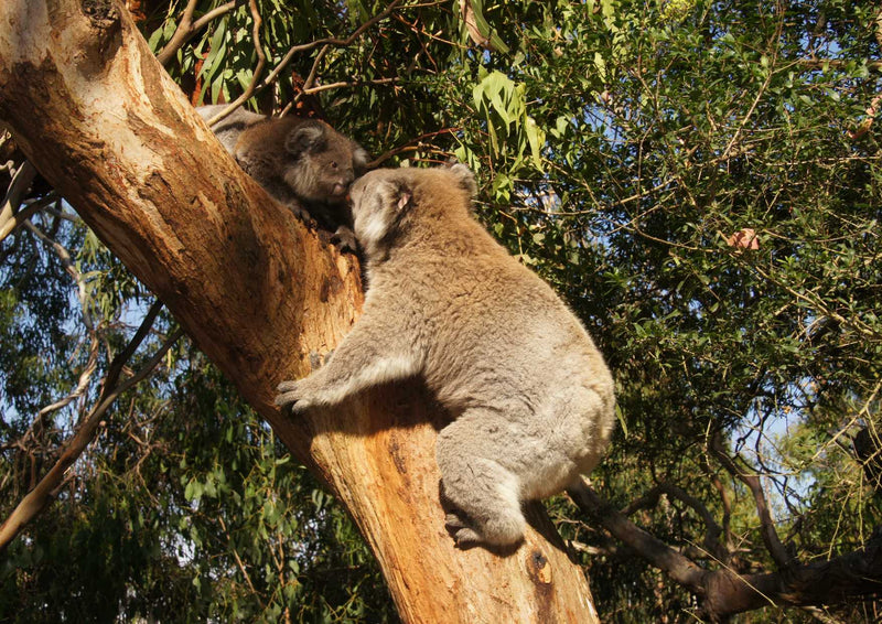 96501 Tierwelt - Koala