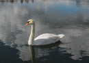 106770 Tierwelt - Schwan