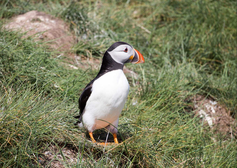 96736 Tierwelt - Papageientaucher