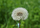 98788 Natur - Pusteblume