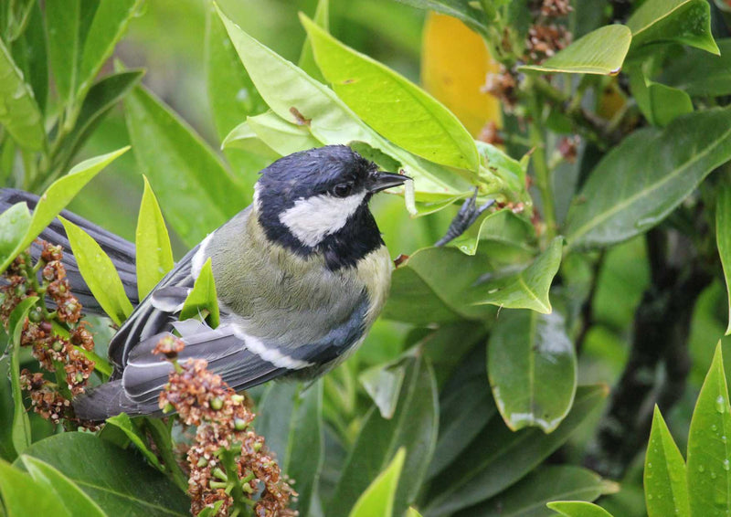 105673 Tierwelt - Vogel