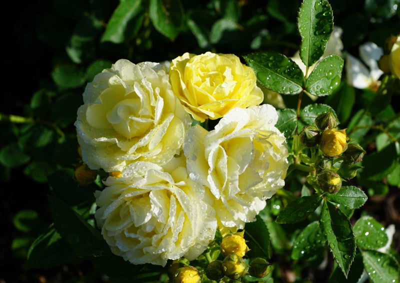 98988 Natur - Weiße Rosen