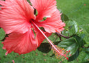102939 Natur - Tropischer Hibiskus