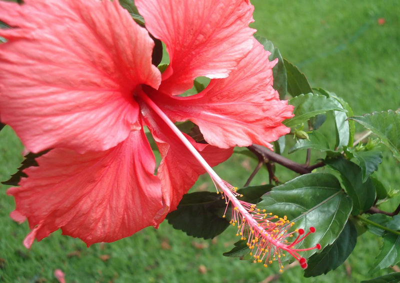 102939 Natur - Tropischer Hibiskus