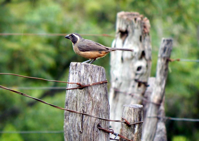 107779 Tierwelt - Vogel