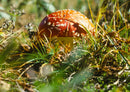 102087 Natur - Pilz