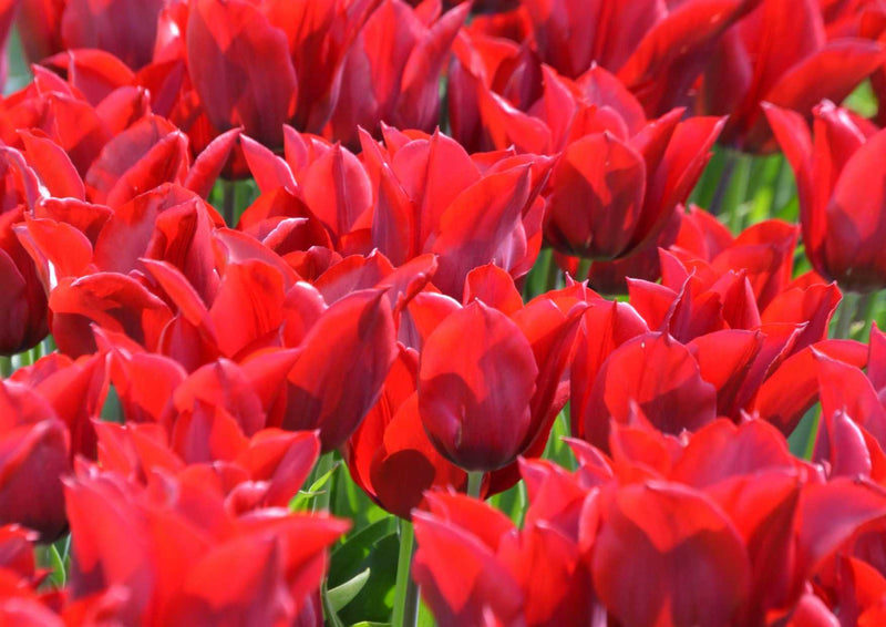 102038 Natur - Tulpen