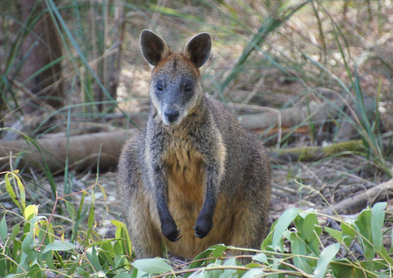 96637 Tierwelt - Wallaby