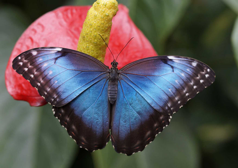 95188 Tierwelt - Schmetterling