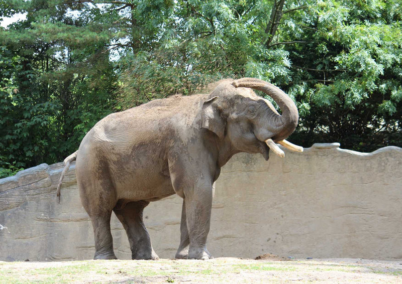 108643 Tierwelt - Elefant