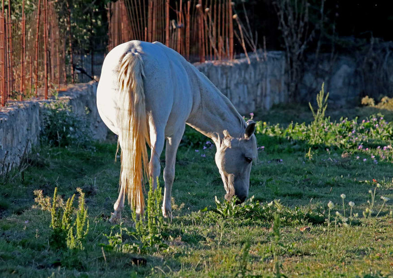 106403 Tierwelt - Pferd