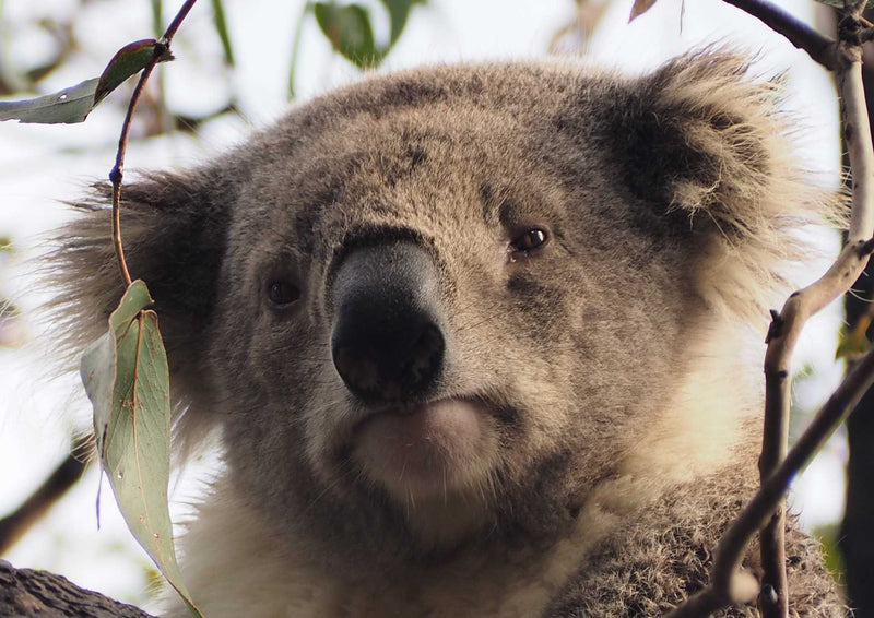 95597 Tierwelt - Koala