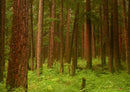 102508 Natur - Wald