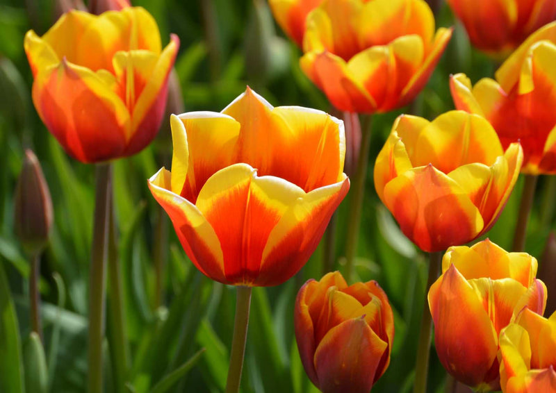 101351 Natur - Tulpen