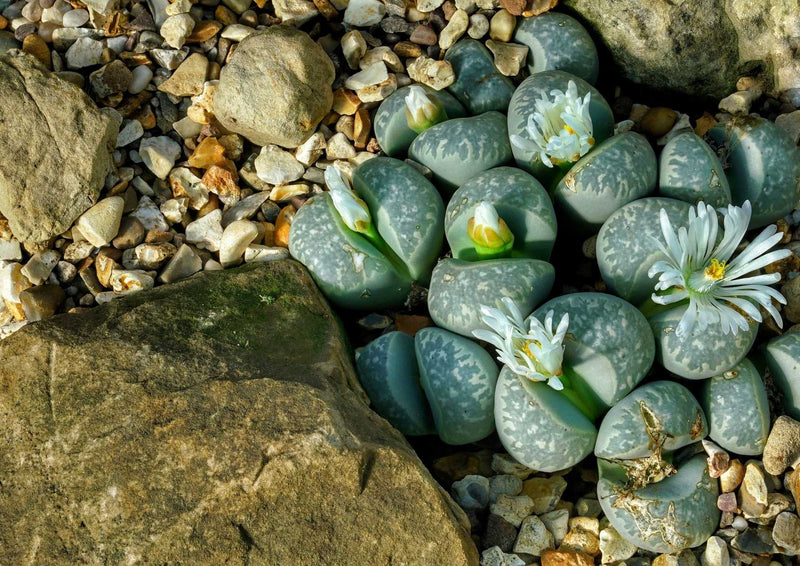 89270 Natur - 0Lithops