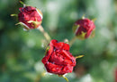 98766 Natur - Rote Rosen
