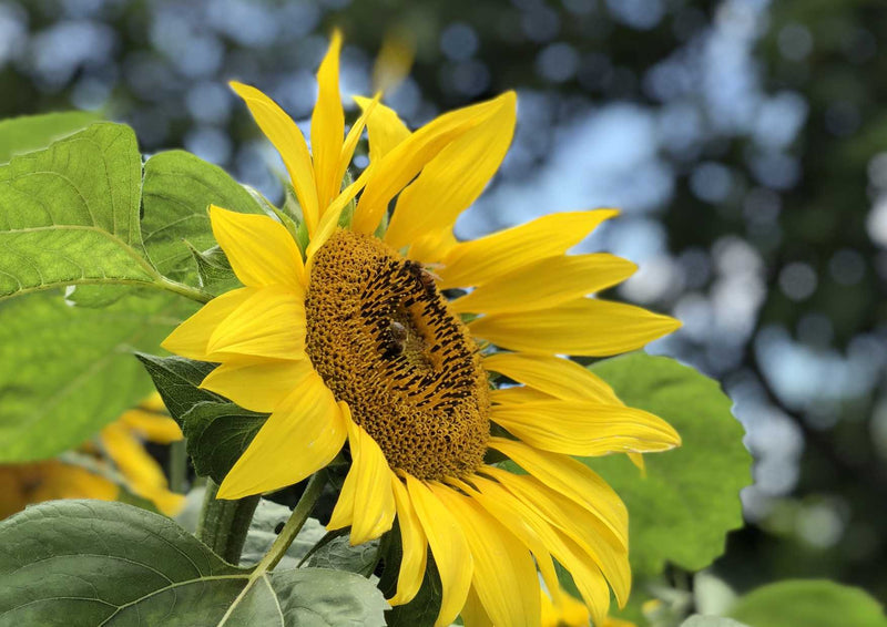 99581 Natur - Sonnenblume