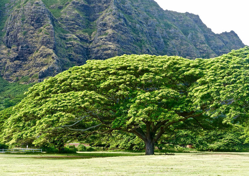 102552 Natur - Baum