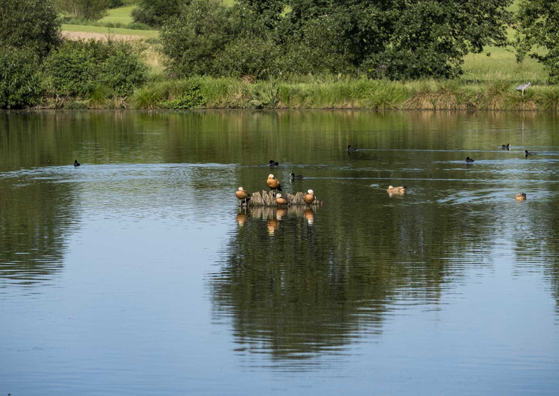 96930 Tierwelt - Enten im Teich