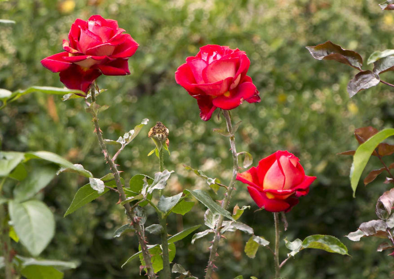 106759 Natur - Rote Rosen