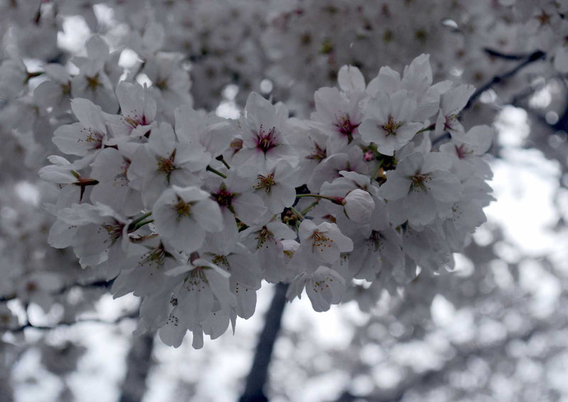 102122 Natur - Blüten